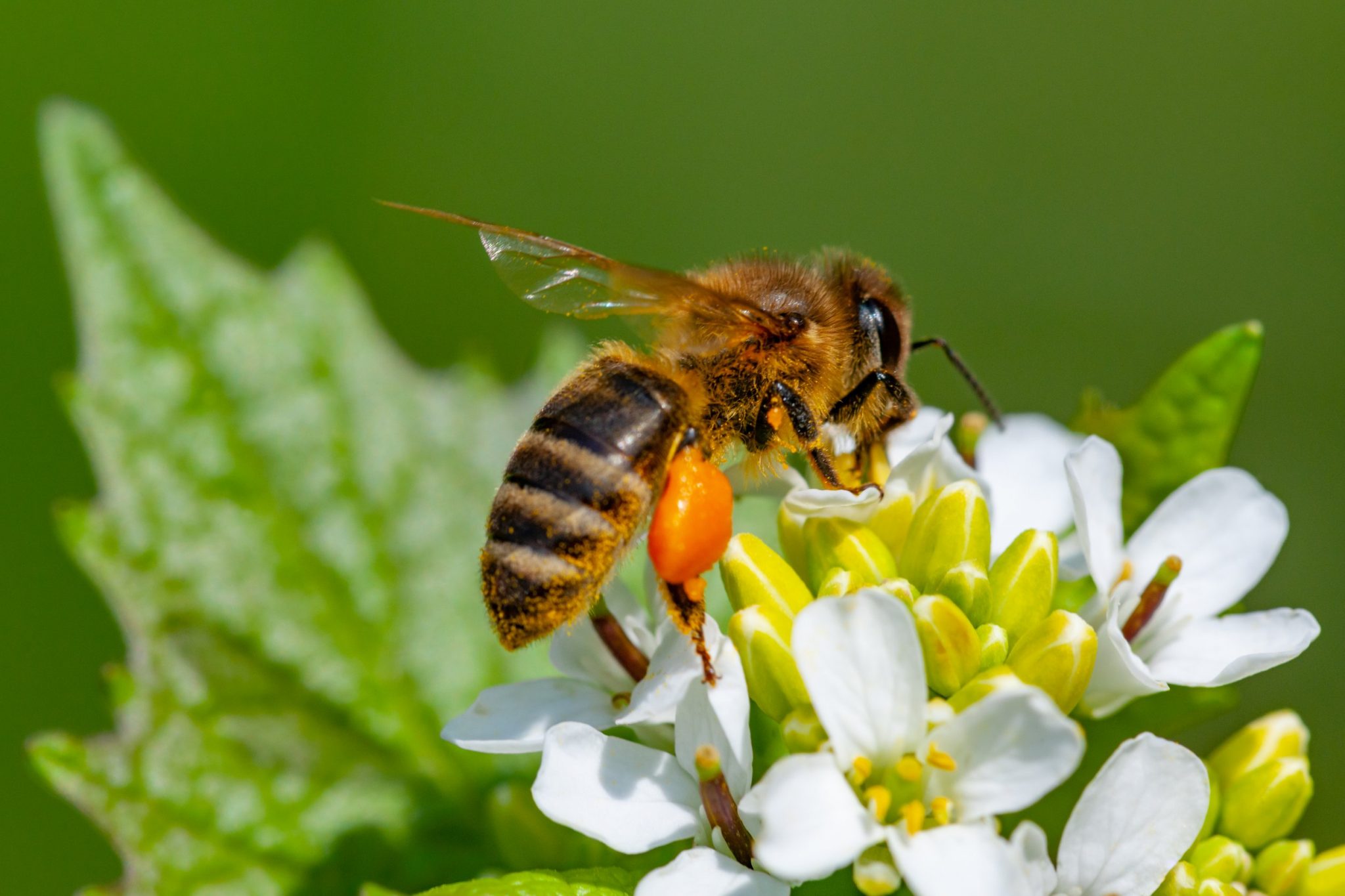 The Beekeepers Who Don't Want You to Buy More Bees - NY Times : r