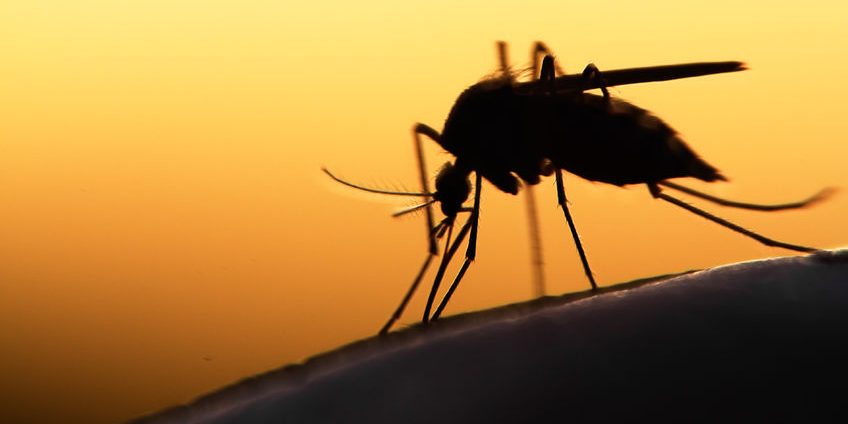 42189902 - mosquito on human skin at sunset