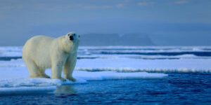 Keywords:  bear;polar;glacial;fight;cold;snowy;maritimus;svalbard;aggressive;mammal;white;paw;north;ursus;drift;fur;carnivore;walk;ice;hunter;cute;northern;duel;dangerous;winter;habitat;blue;predator;outdoors;marine;endangered;arctic;sky;pole;sea;danger;water;snow;wild;nature;frozen;big;animal;vulnerable;wildlife